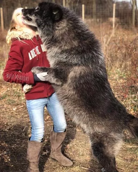 Hybride loup chien