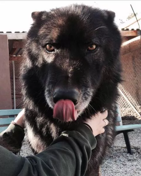Wolf dog hybrid