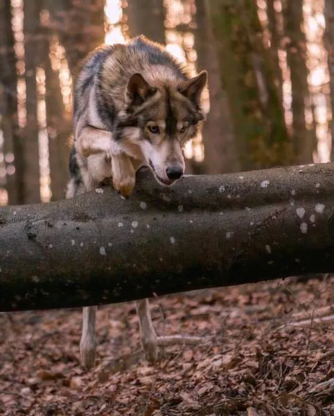 Wolf dog hybrid - #2 