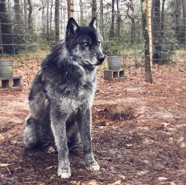 Wolf dog hybrid - #21 
