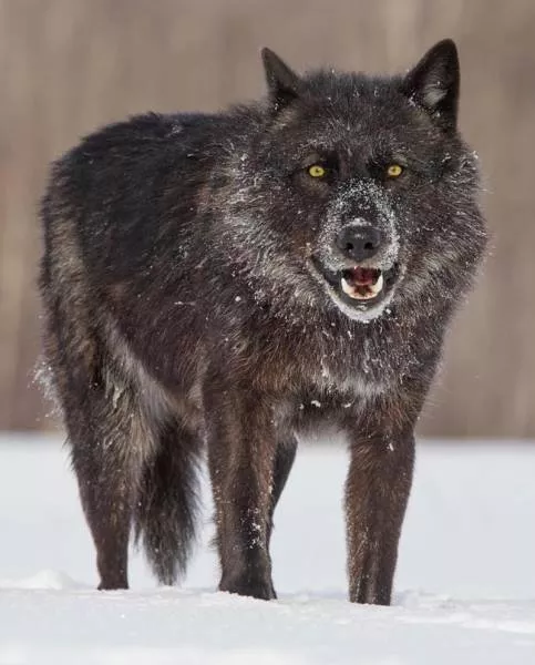 Wolf dog hybrid - #22 