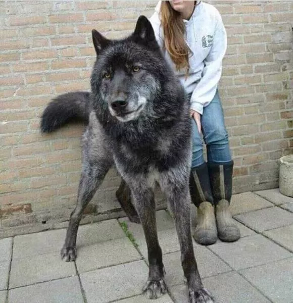 Hybride loup chien