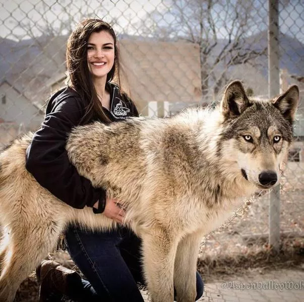 Wolf dog hybrid - #25 