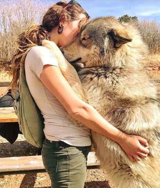 Wolf dog hybrid