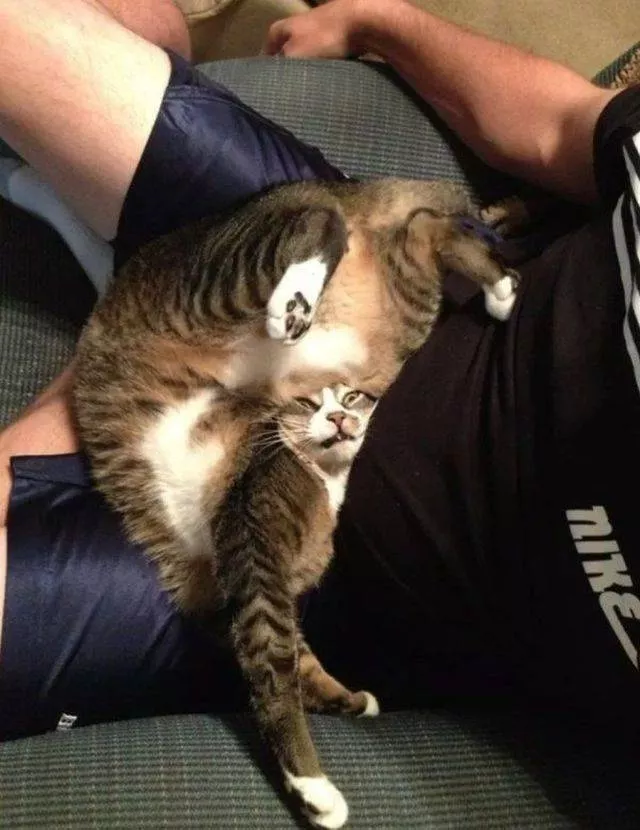 The funniest cats on the web - #22 