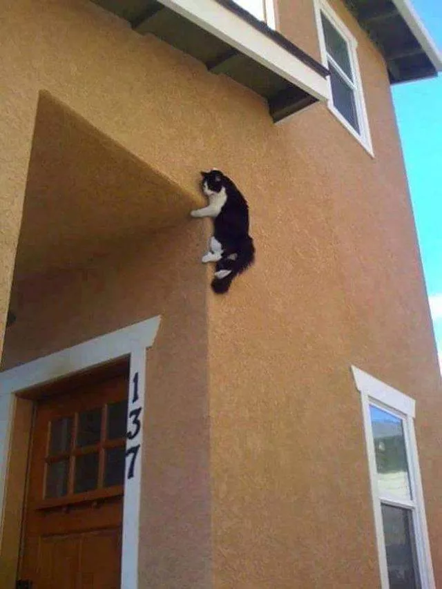 The funniest cats on the web - #8 