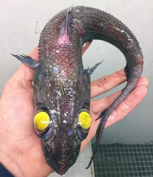 Terrible creatures found at the deep sea - #13 
