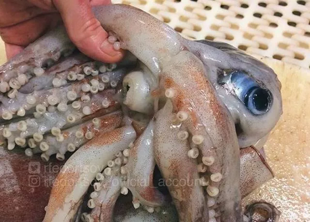Terrible creatures found at the deep sea - #15 