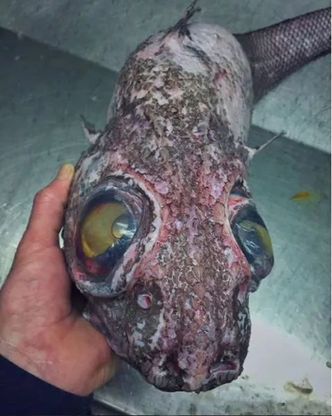 Terrible creatures found at the deep sea