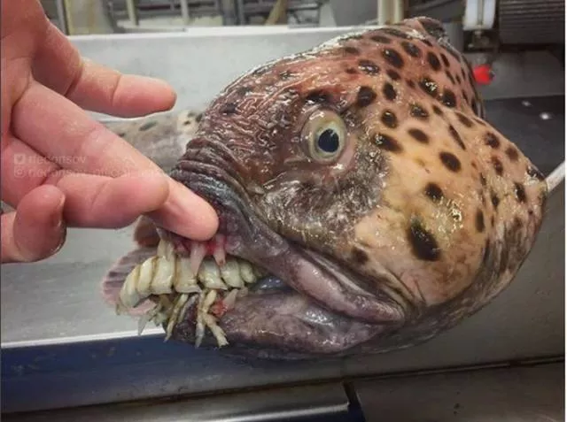 Terrible creatures found at the deep sea - #3 