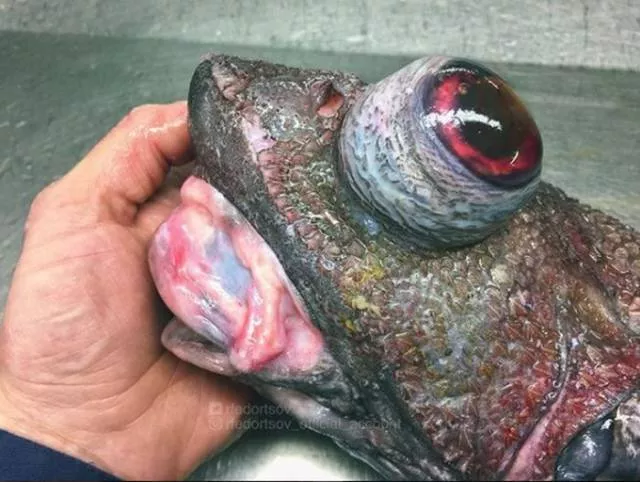 Terrible creatures found at the deep sea - #7 