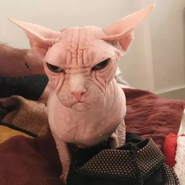 Grumpiest sphynx cat  - #17 