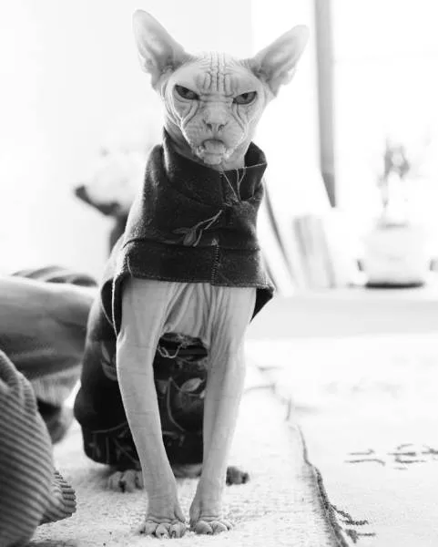 Grumpiest sphynx cat  - #24 
