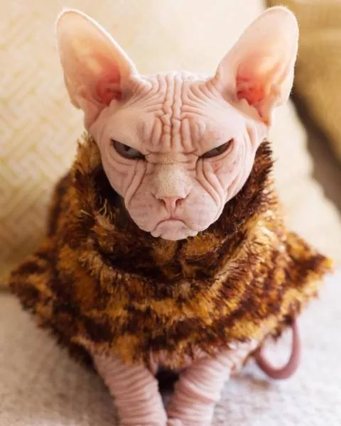 Grumpiest sphynx cat 