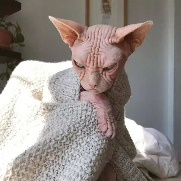Grumpiest sphynx cat  - #37 