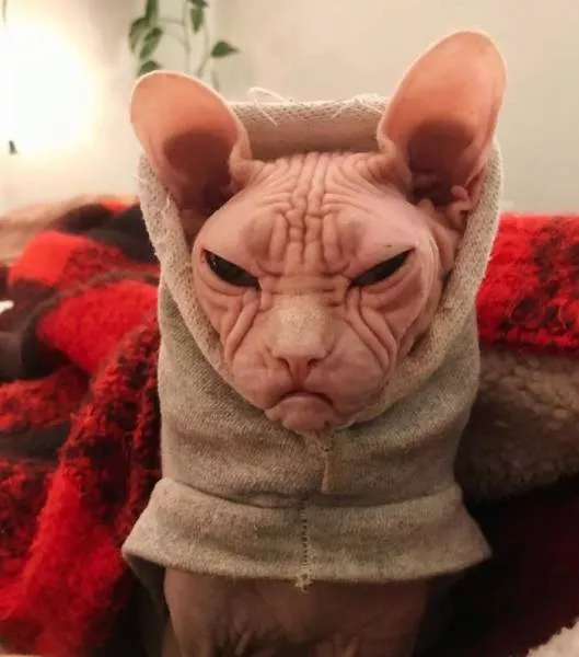 Grumpiest sphynx cat  - #40 