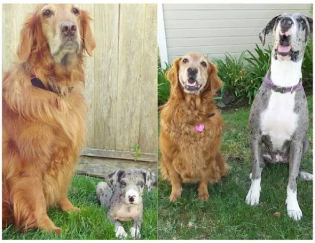 Transformation de chiens adorables - #1 