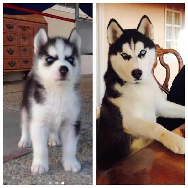 Adorable dogs transformation - #11 