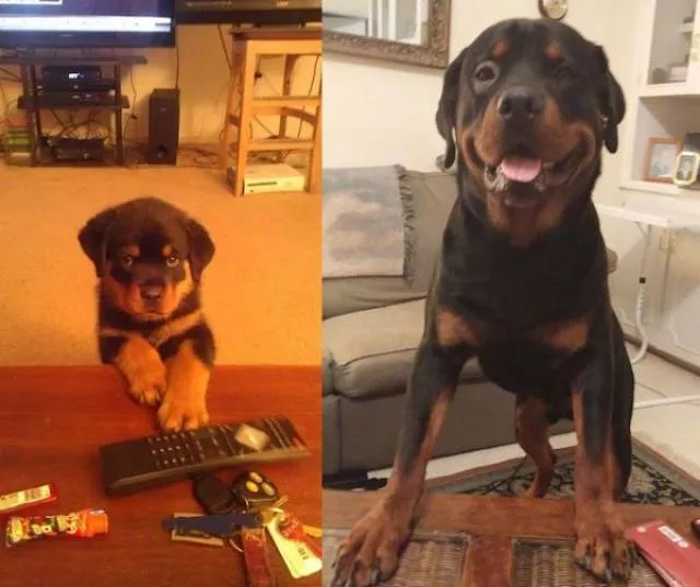 Adorable dogs transformation - #13 