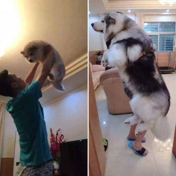 Adorable dogs transformation - #19 