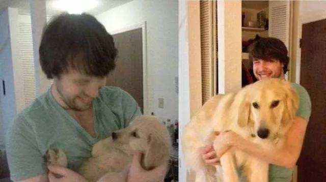 Adorable dogs transformation - #21 