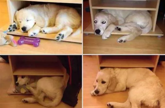Adorable dogs transformation