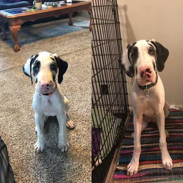 Transformation de chiens adorables