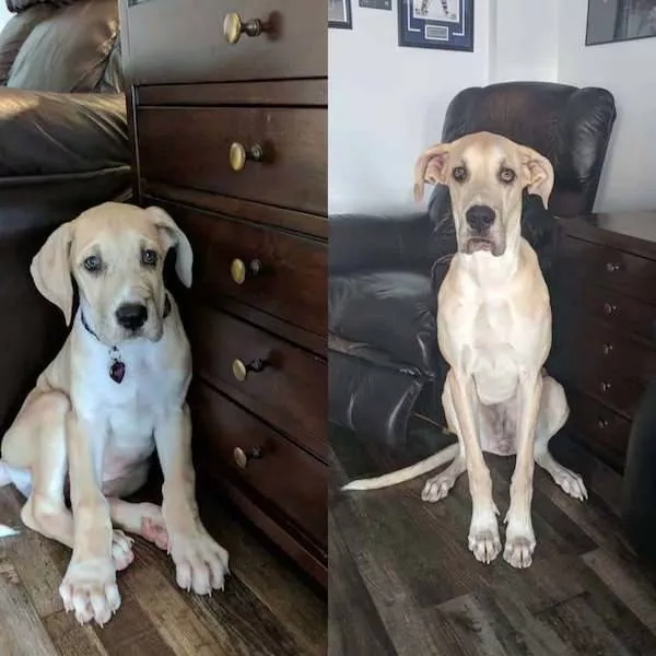 Adorable dogs transformation - #26 