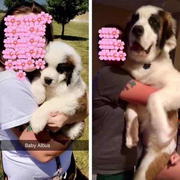 Adorable dogs transformation - #27 