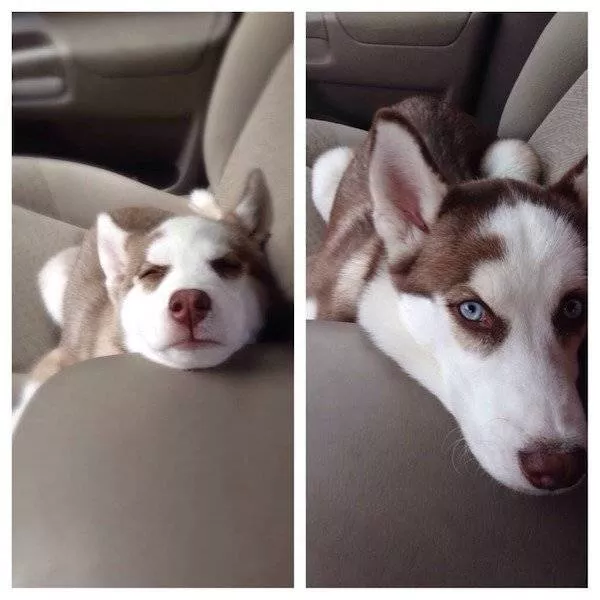 Adorable dogs transformation