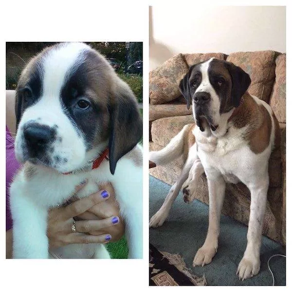 Adorable dogs transformation - #3 