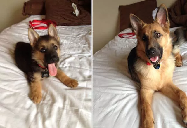 Adorable dogs transformation - #4 