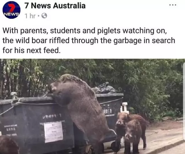 Dangers and safety in australia