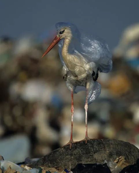 La plastique menace notre belle terre