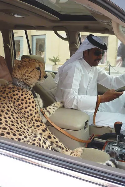 Amazing things you will see only in dubai - #33 
