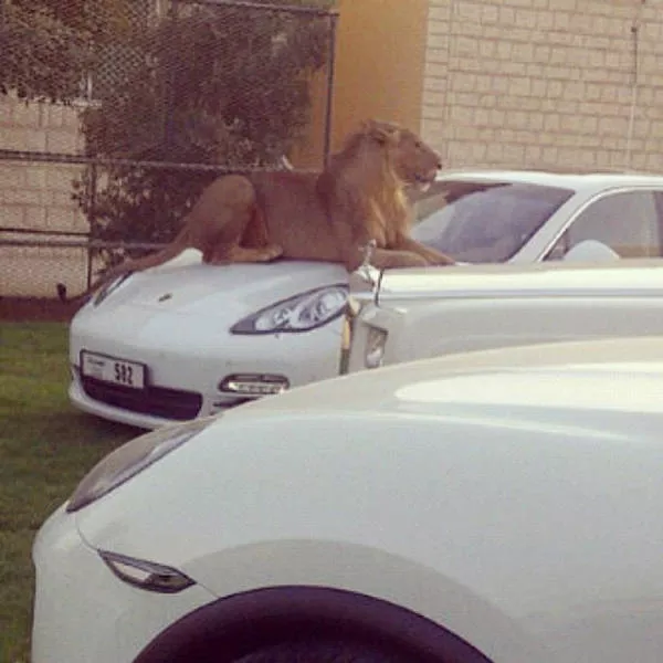 Amazing things you will see only in dubai - #40 