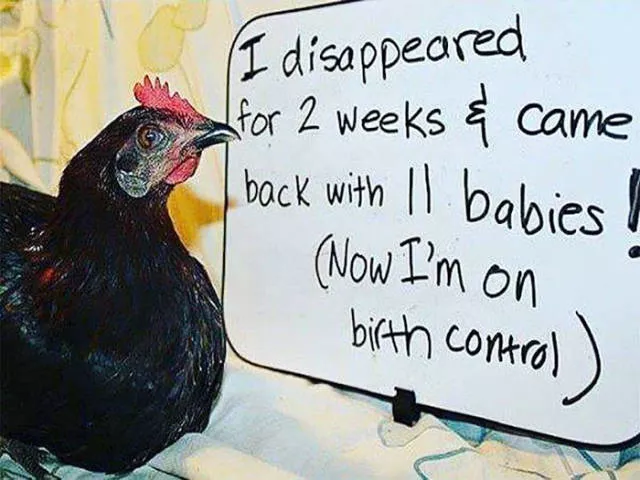 The chicken day