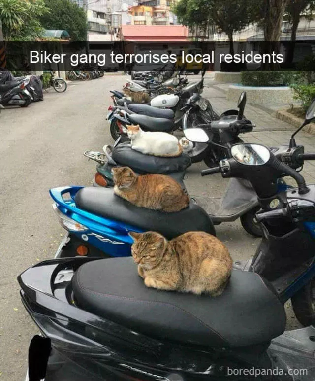 Snapchat pour les chats
