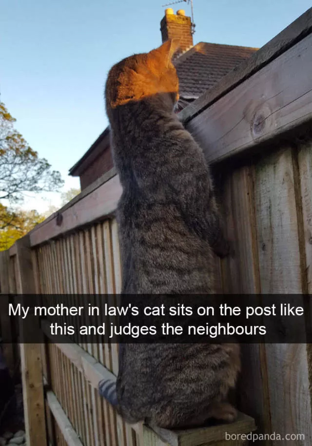 Snapchat pour les chats