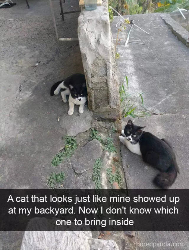 Snapchat for cats - #12 