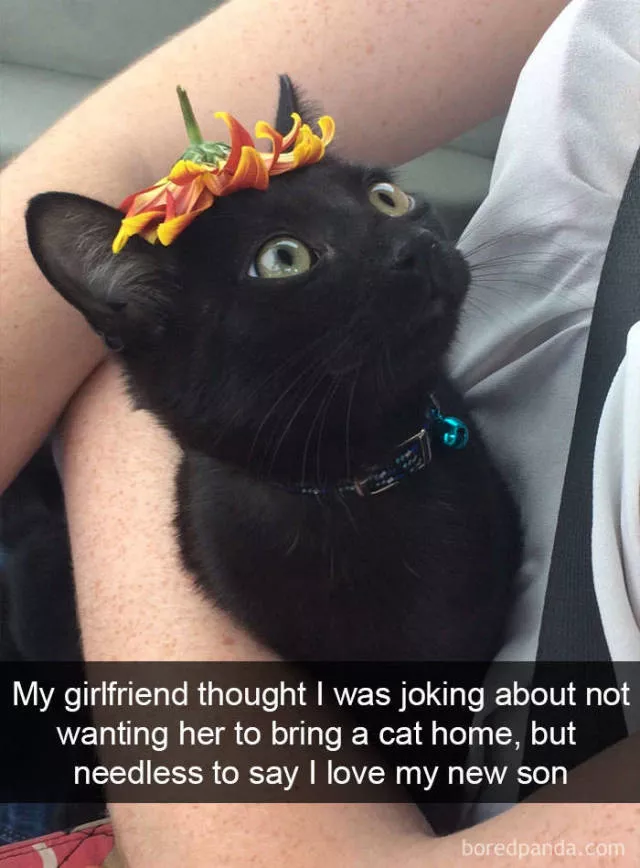 Snapchat for cats - #13 