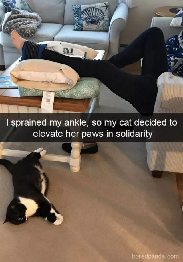 Snapchat for cats - #17 