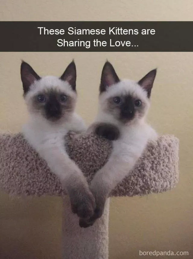 Snapchat for cats - #19 