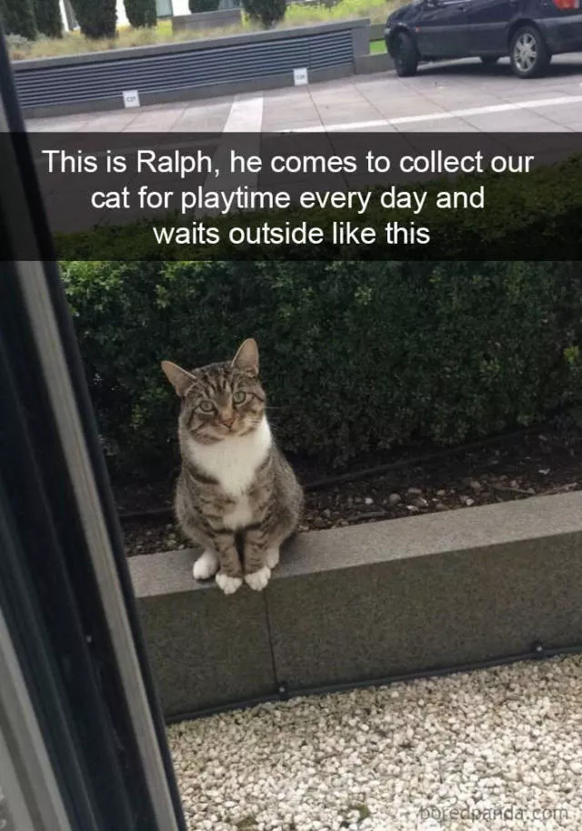 Snapchat for cats - #2 