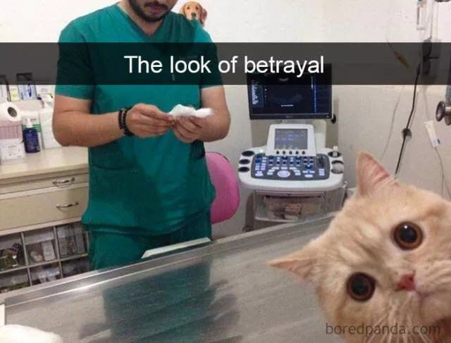 Snapchat for cats - #23 