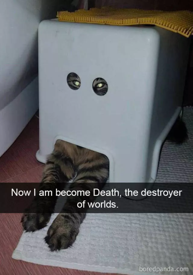 Snapchat for cats - #24 