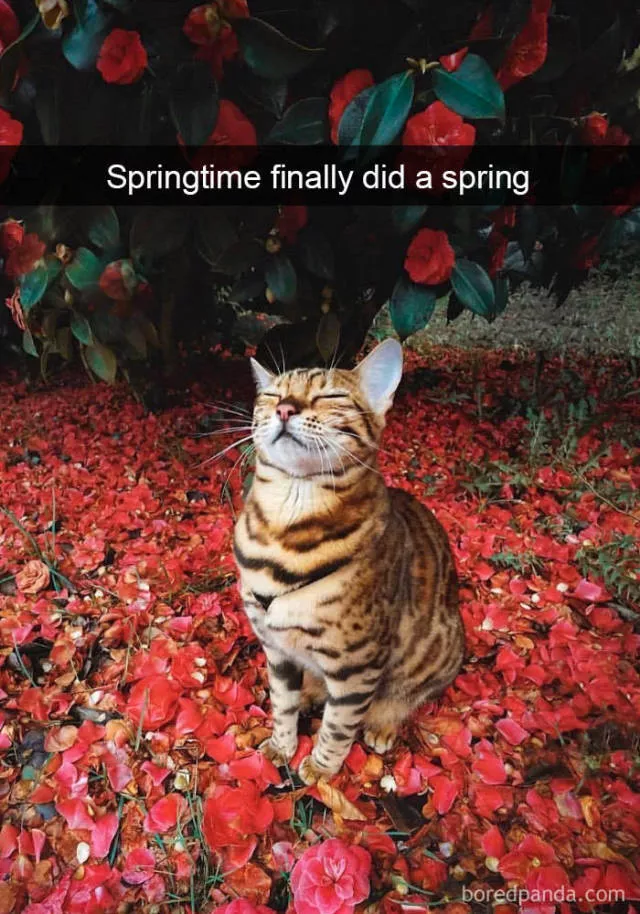Snapchat for cats - #25 