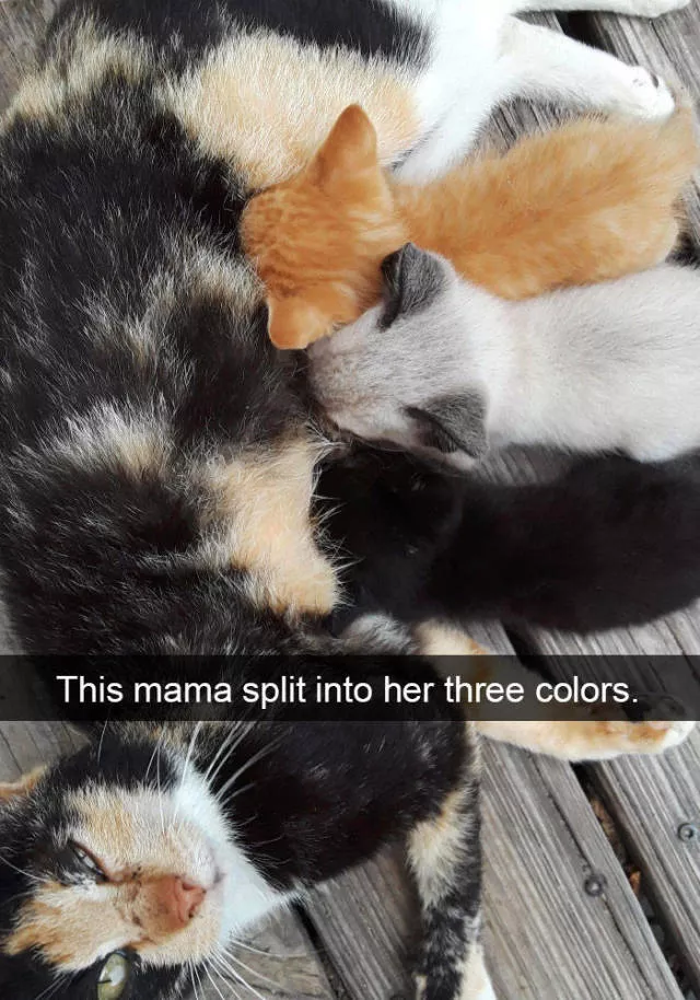 Snapchat for cats - #27 
