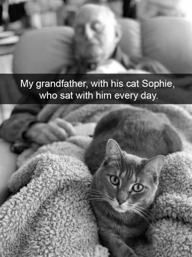 Snapchat for cats - #29 