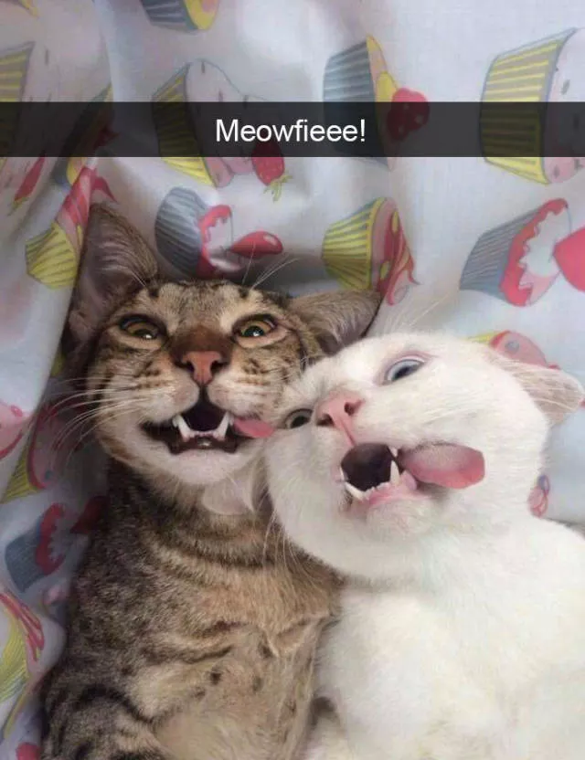 Snapchat for cats - #33 